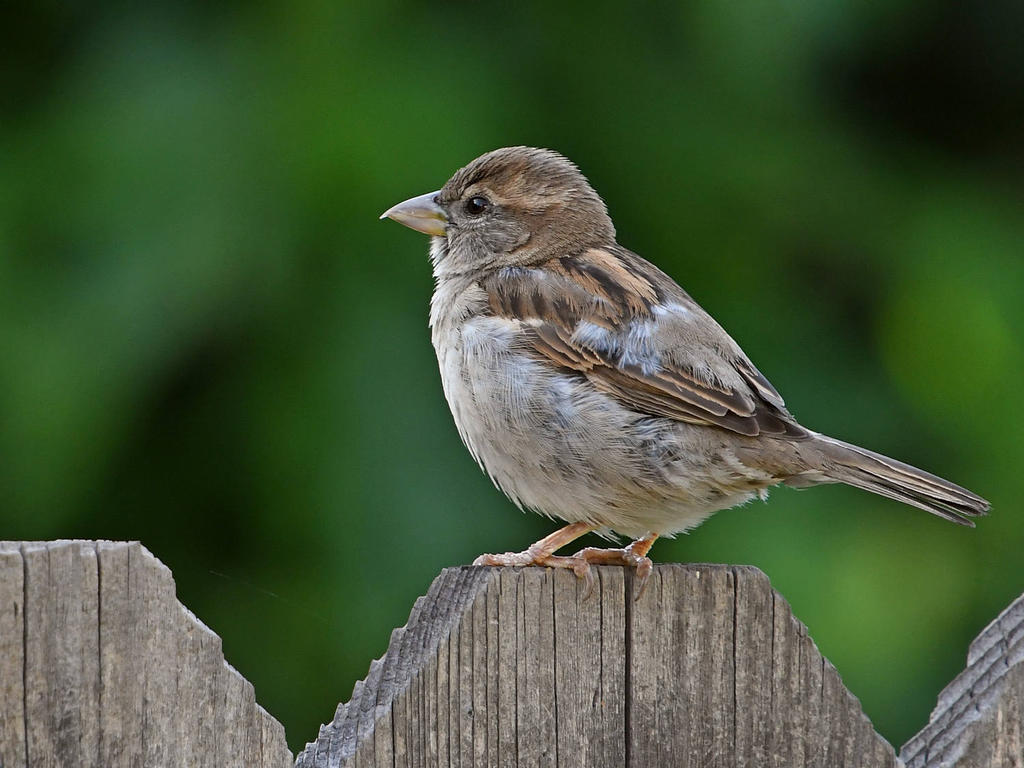 Sparrow3.jpg
