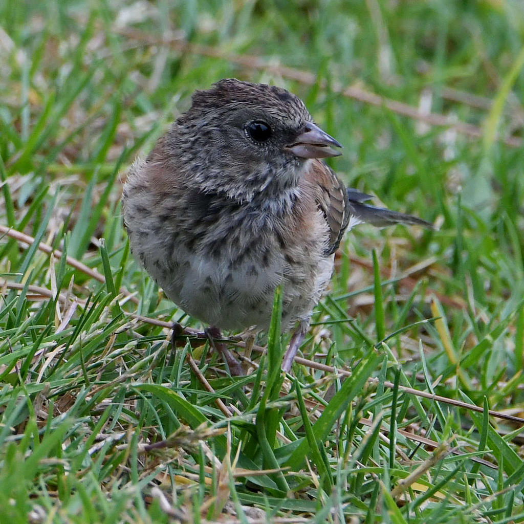 Sparrow3.jpg