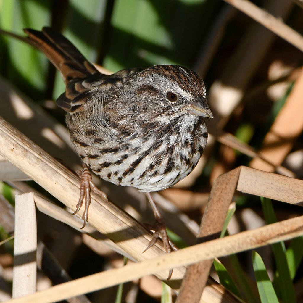 Sparrow3.jpg