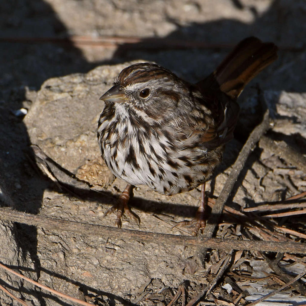 Sparrow3.jpg