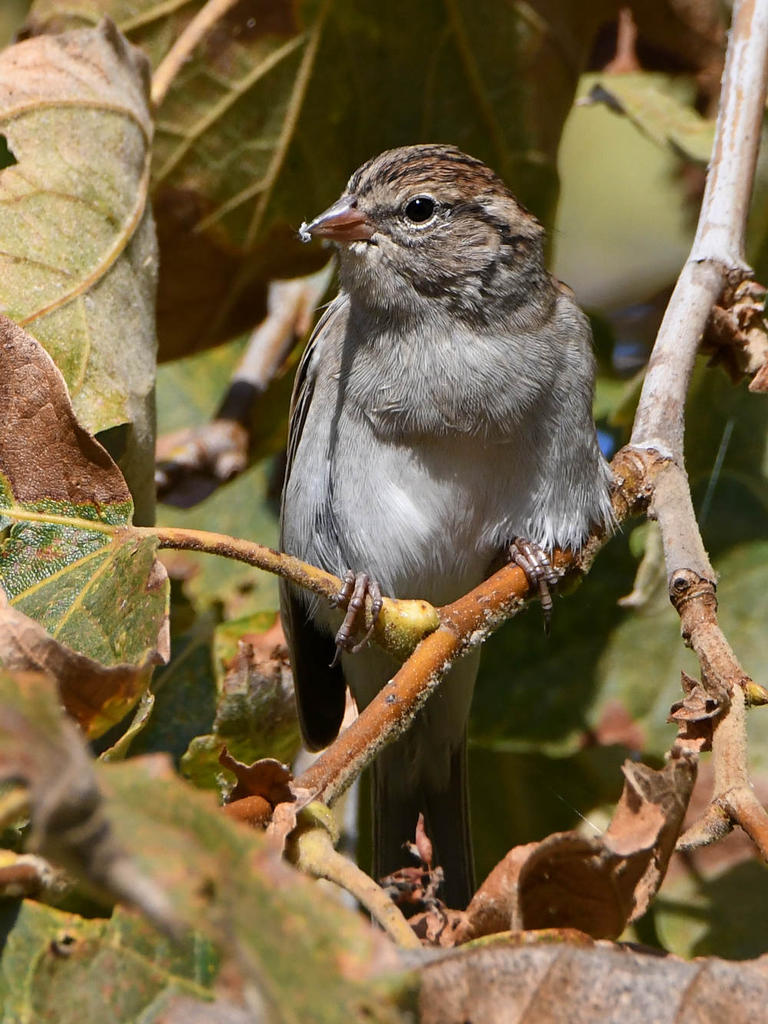Sparrow3.jpg