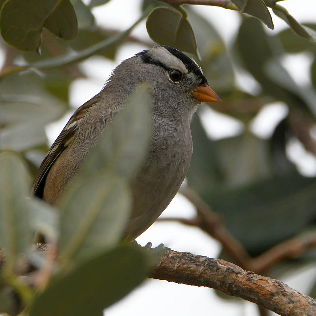 Sparrow3.jpg