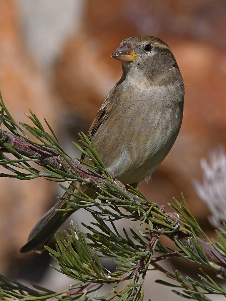 Sparrow3.jpg