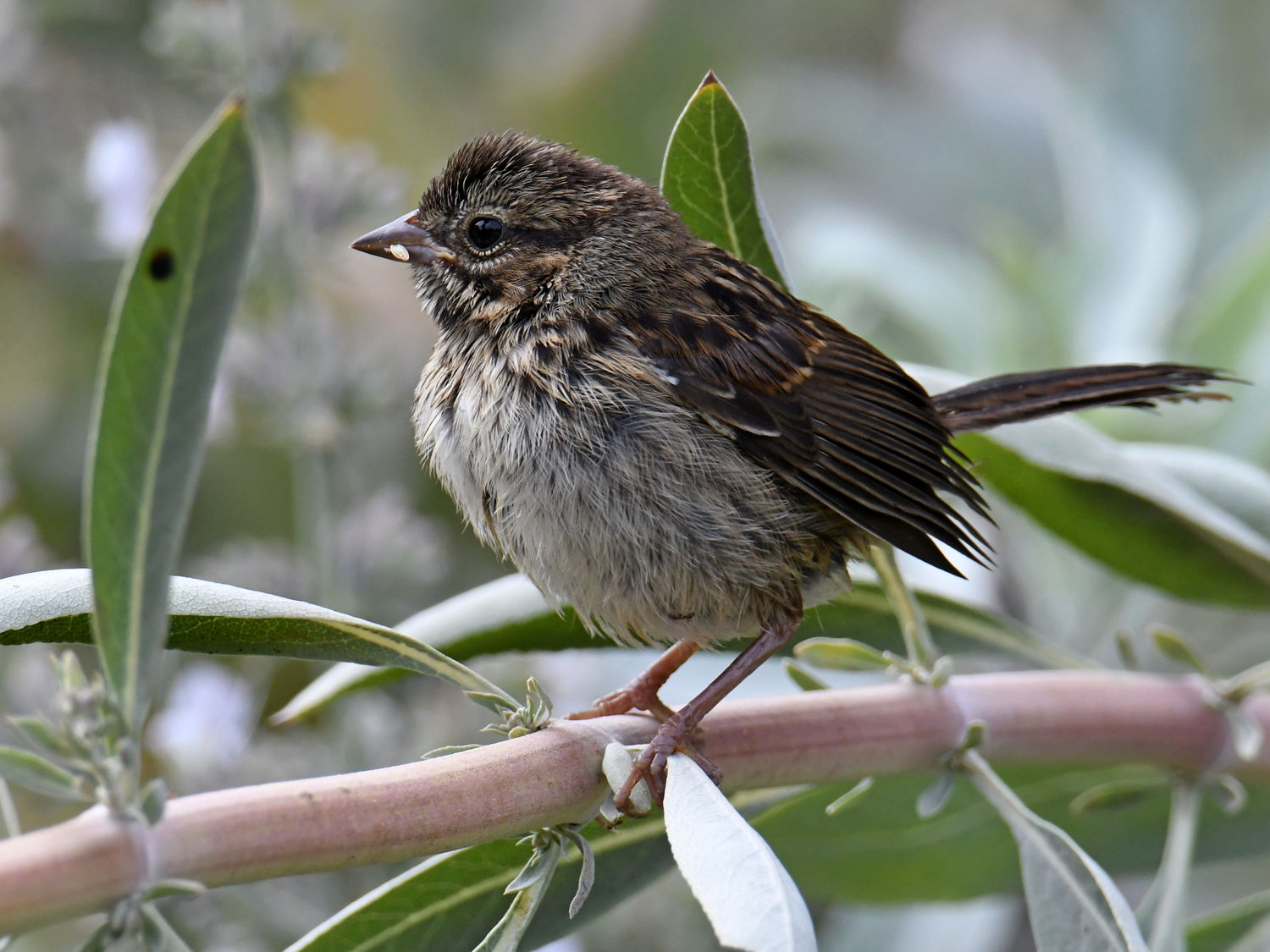 Sparrow3.jpg