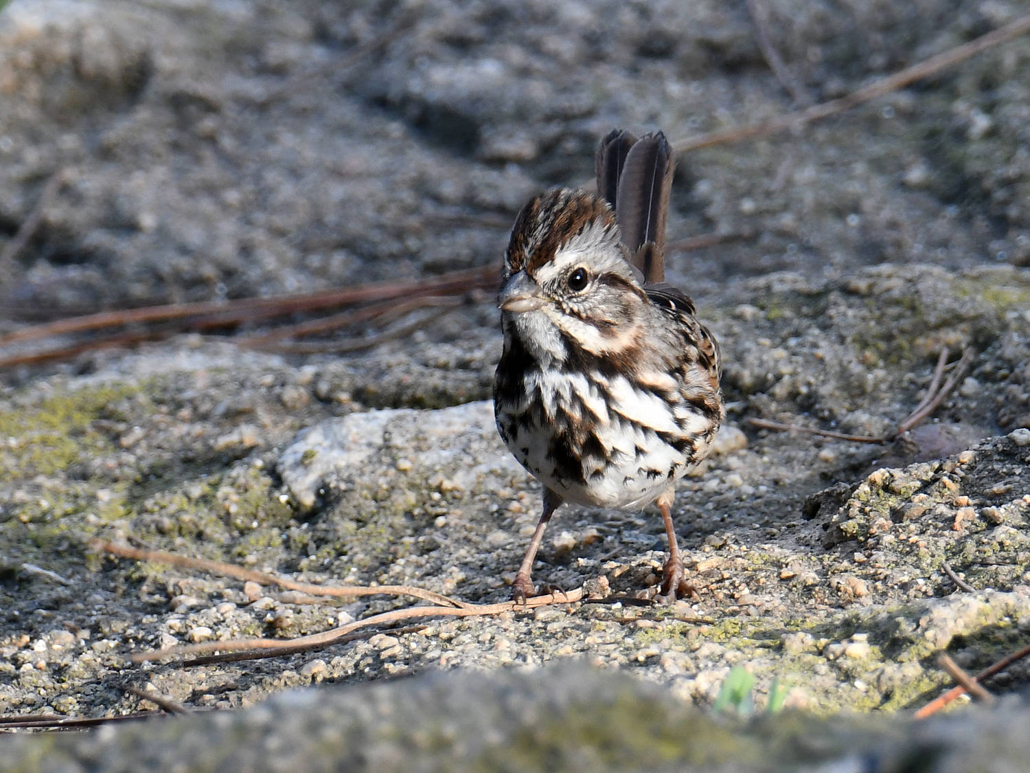 Sparrow3_2023_10_08.jpg