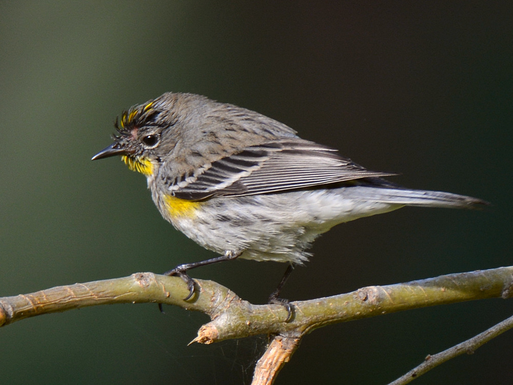 Sparrow4.jpg