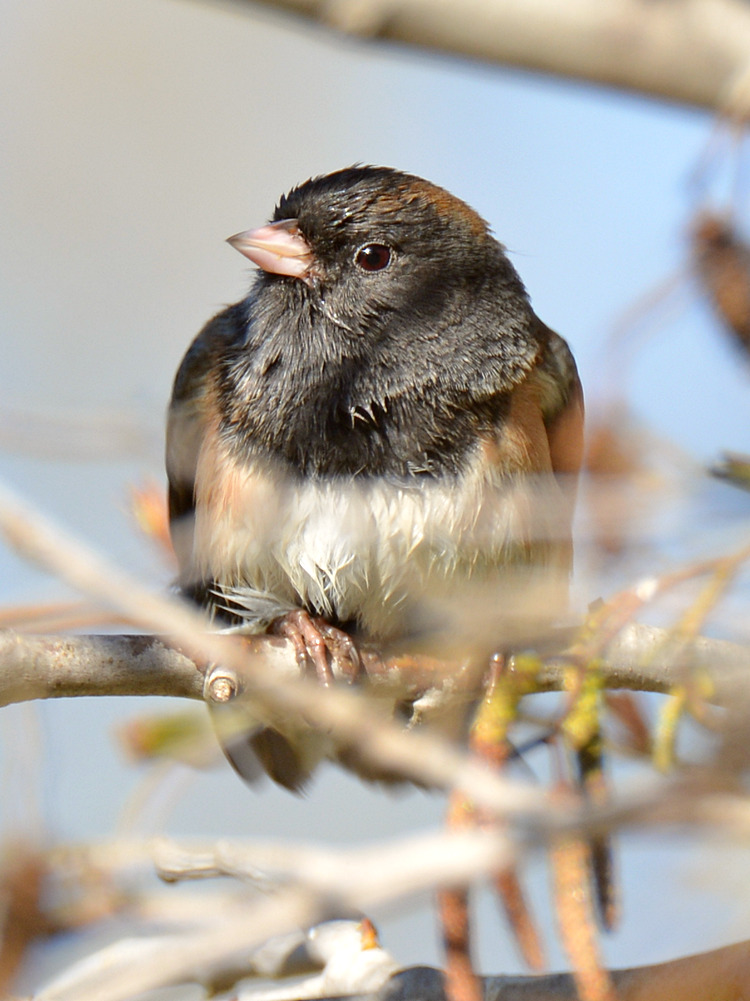Sparrow4.jpg