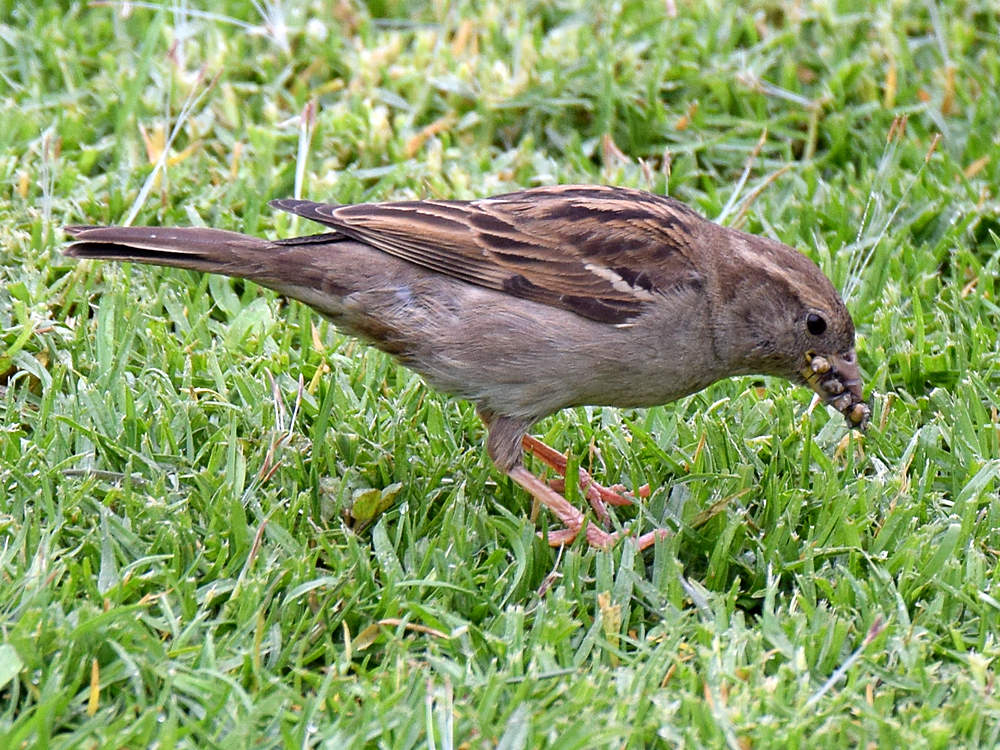 Sparrow4.jpg