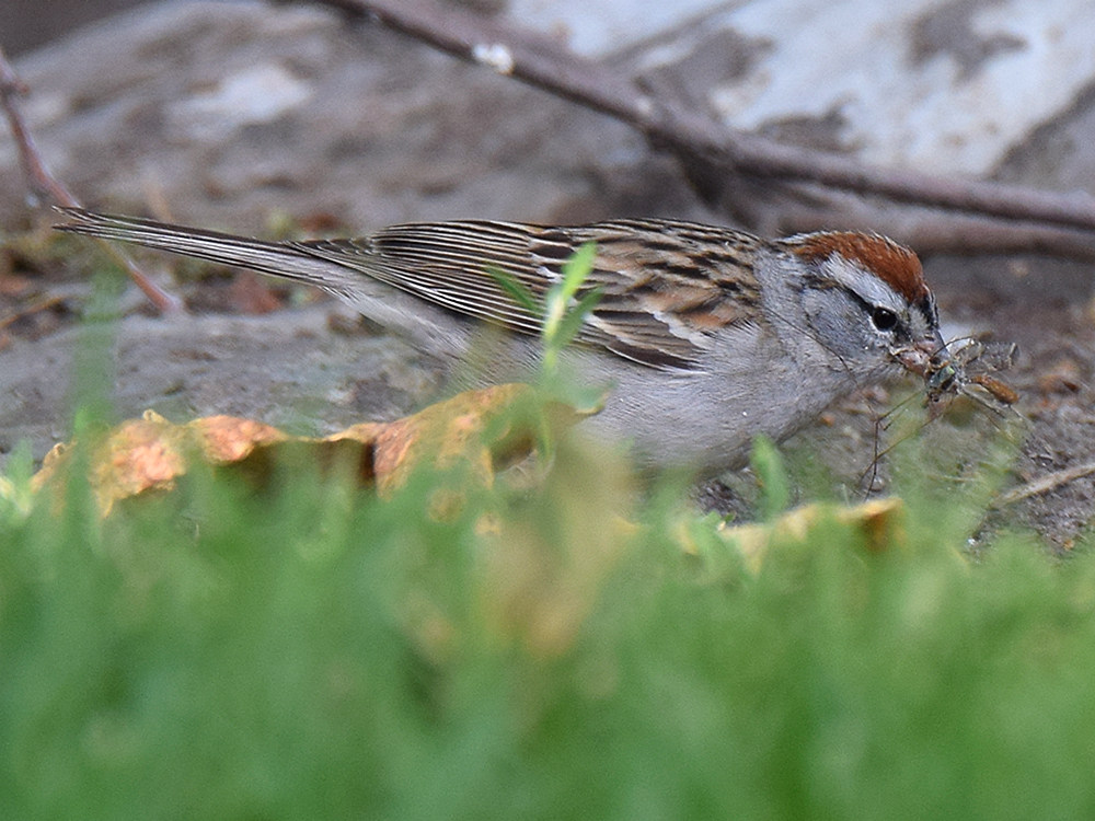 Sparrow4.jpg