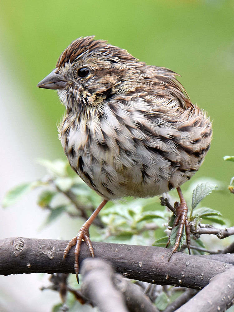 Sparrow4.jpg