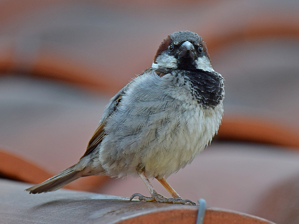 Sparrow4.jpg