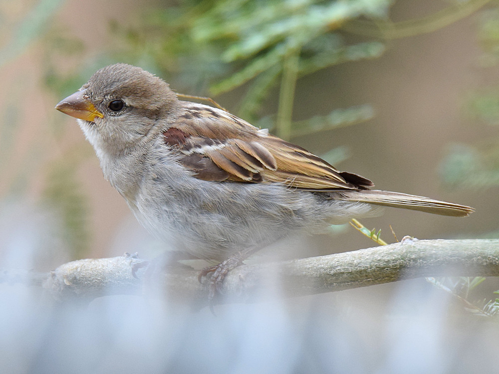 Sparrow4.jpg