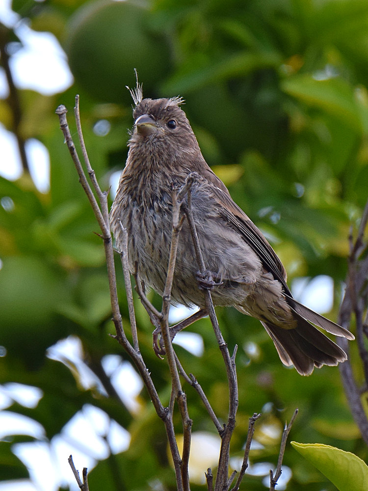 Sparrow4.jpg