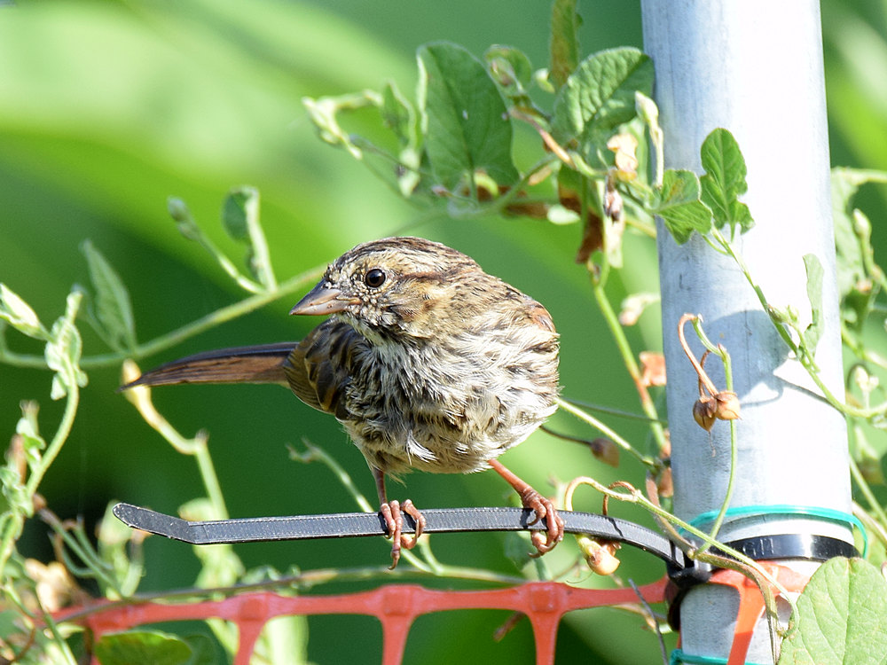 Sparrow4.jpg