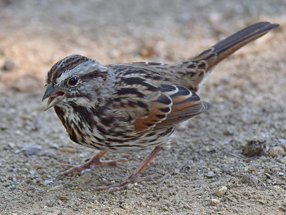 Sparrow4.jpg