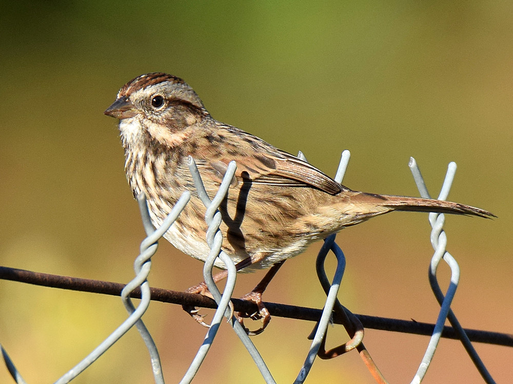 Sparrow4.jpg
