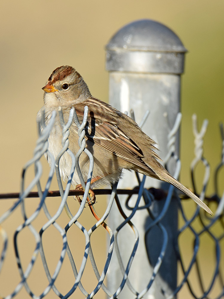 Sparrow4.jpg
