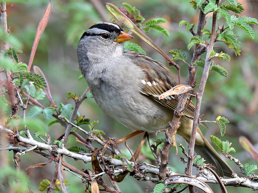 Sparrow4.jpg