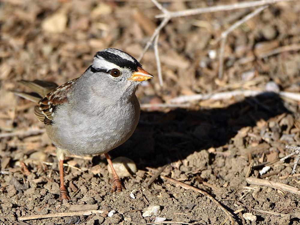 Sparrow4.jpg