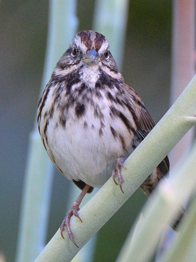 Sparrow4.jpg