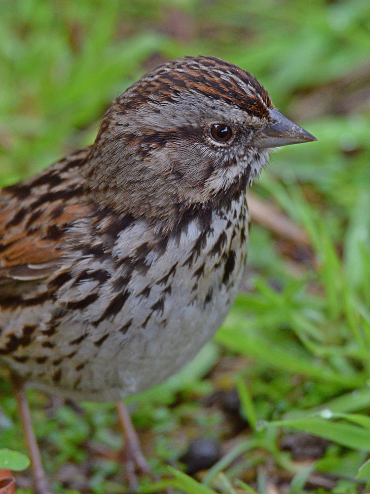 Sparrow4.jpg