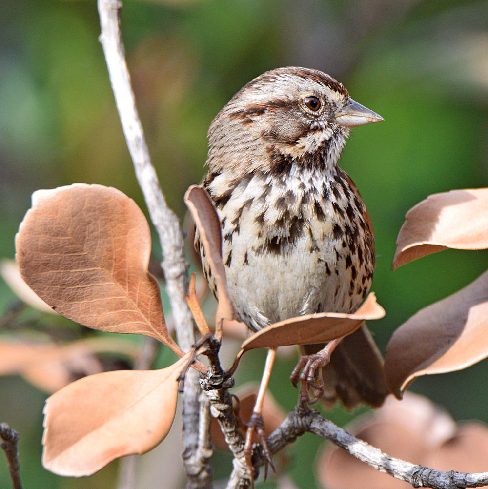Sparrow4.jpg