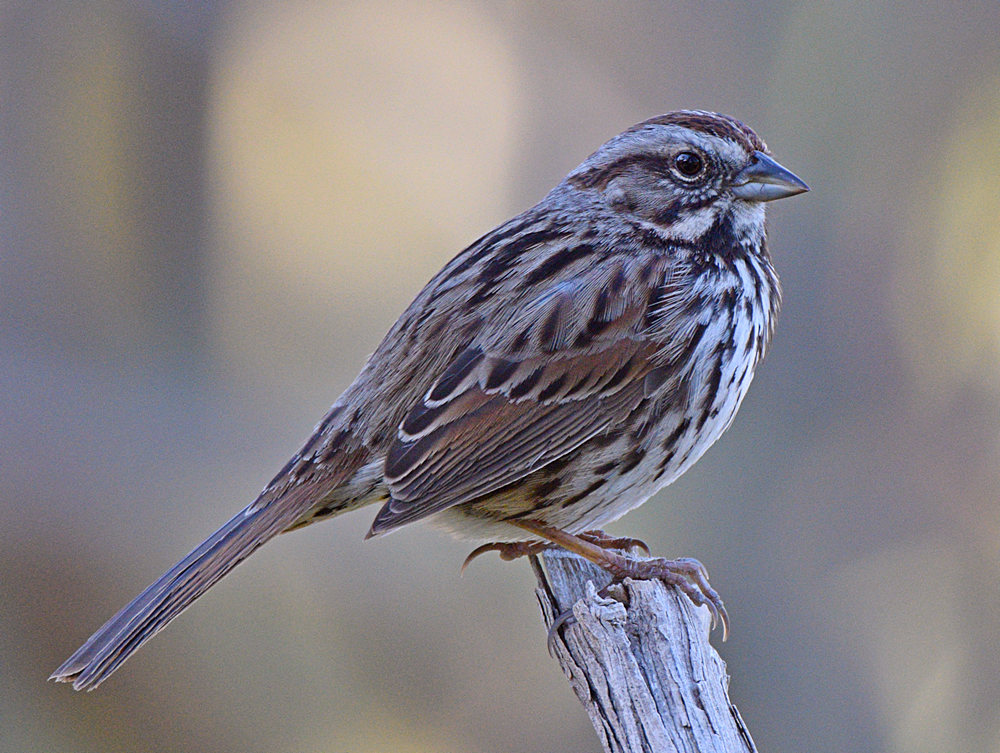Sparrow4.jpg