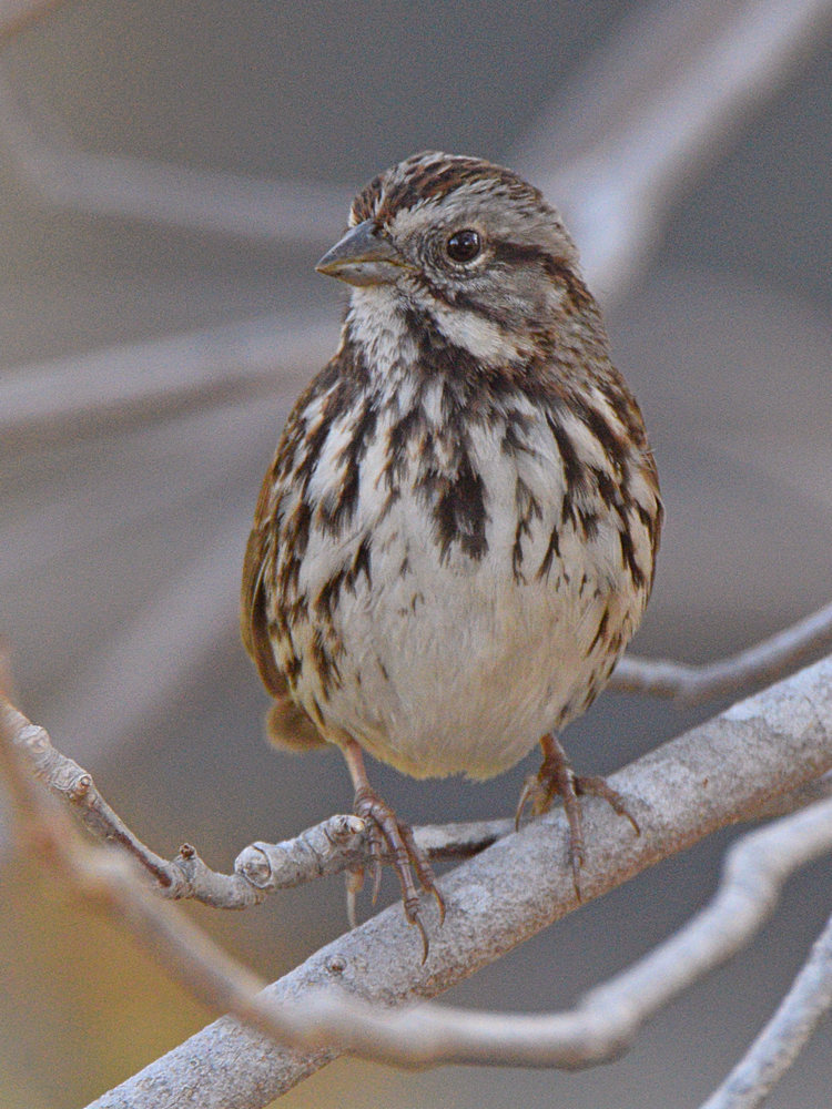 Sparrow4.jpg