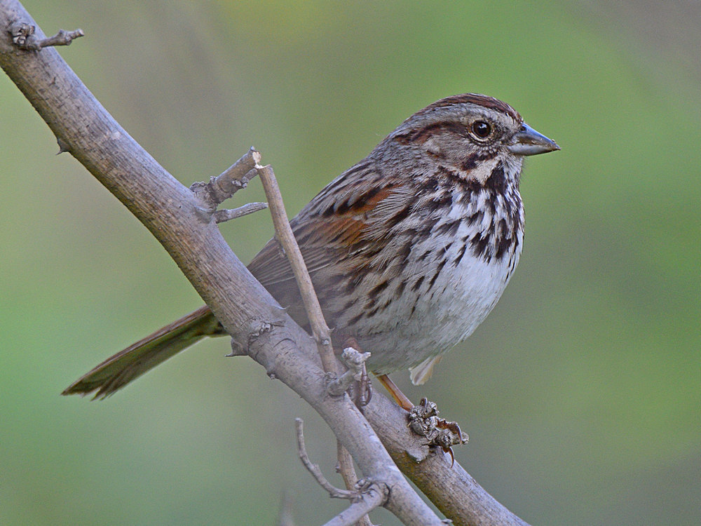 Sparrow4.jpg