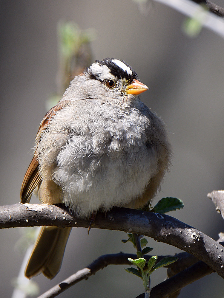 Sparrow4.jpg