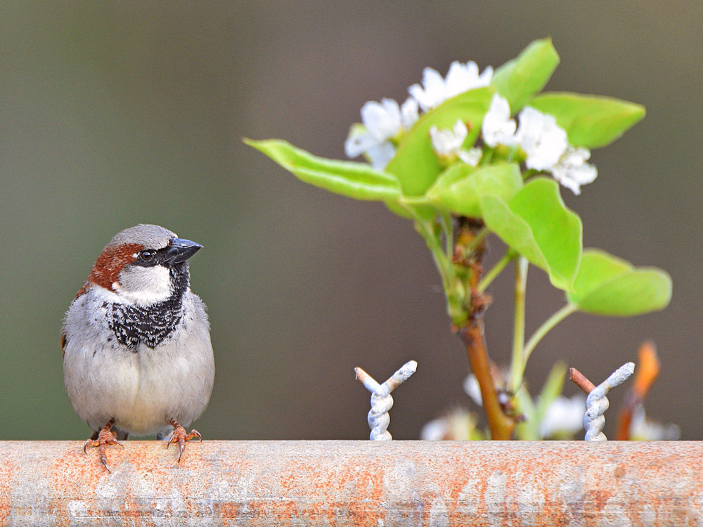 Sparrow4.jpg