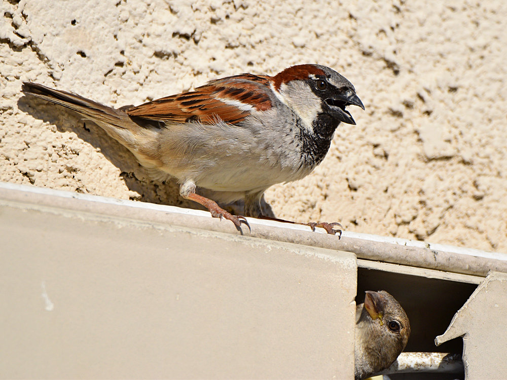 Sparrow4.jpg