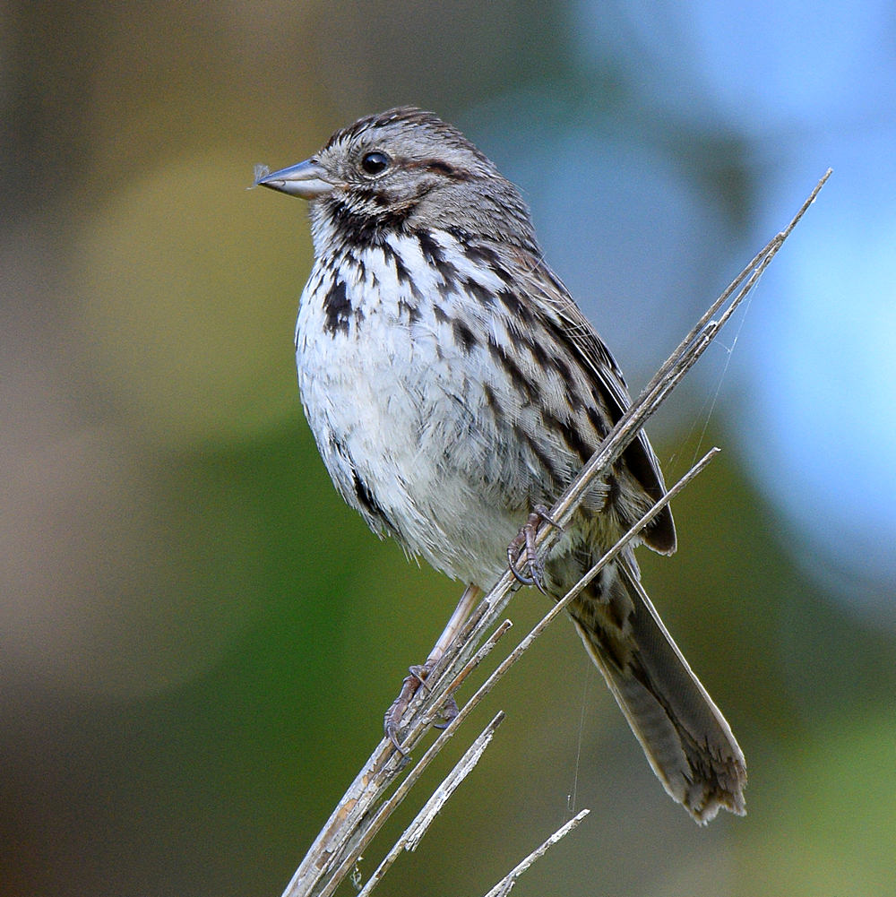 Sparrow4.jpg
