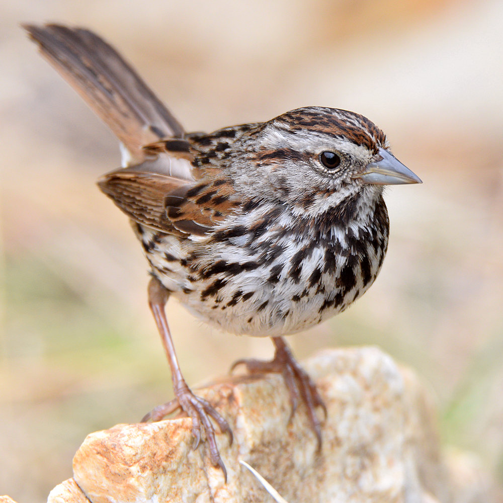 Sparrow4.jpg