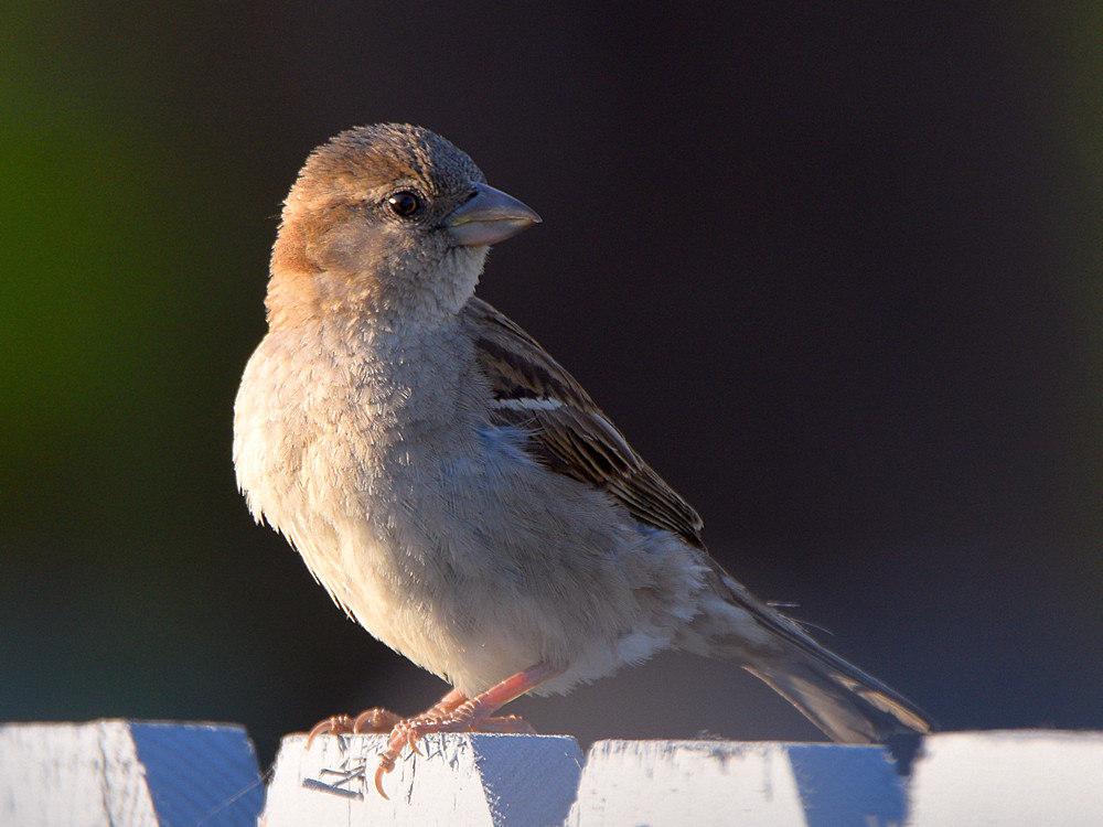Sparrow4.jpg