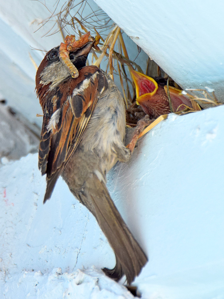 Sparrow4.jpg