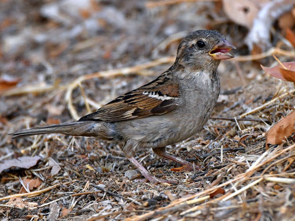 Sparrow4.jpg