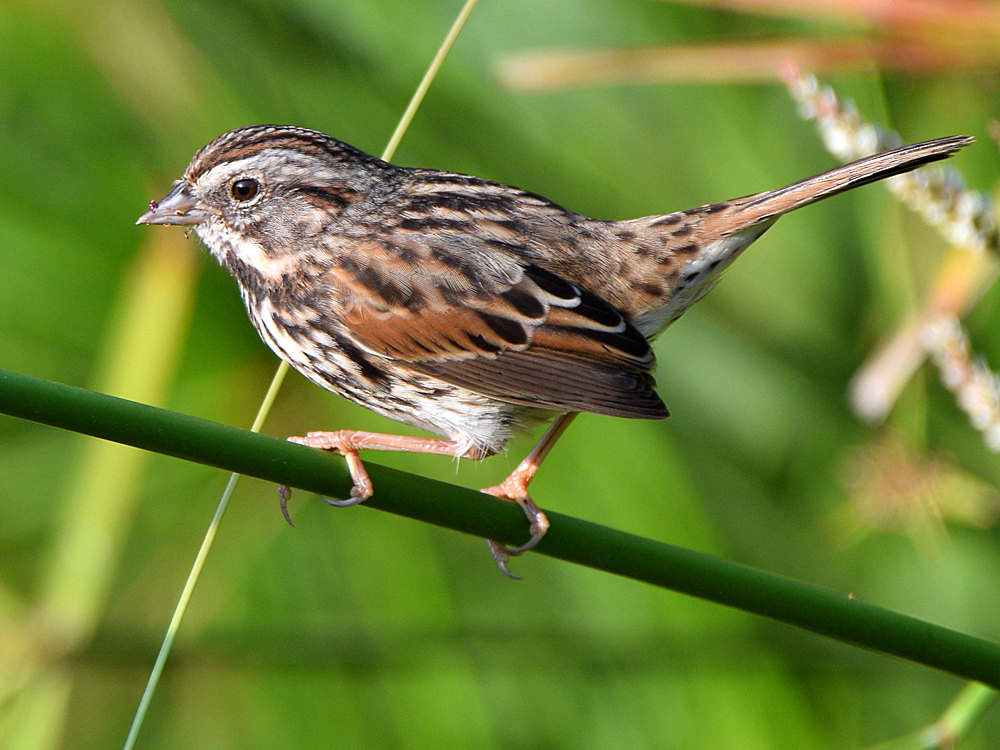 Sparrow4.jpg