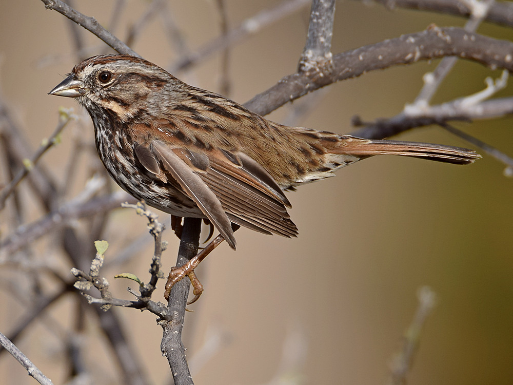 Sparrow4.jpg