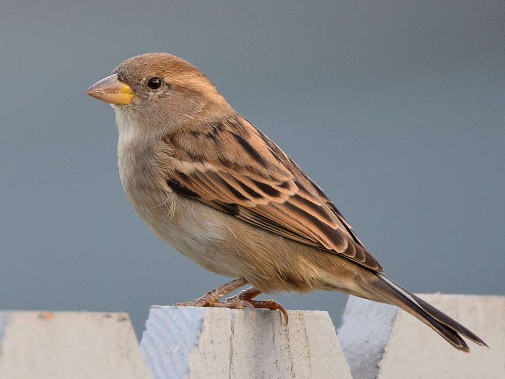 Sparrow4.jpg