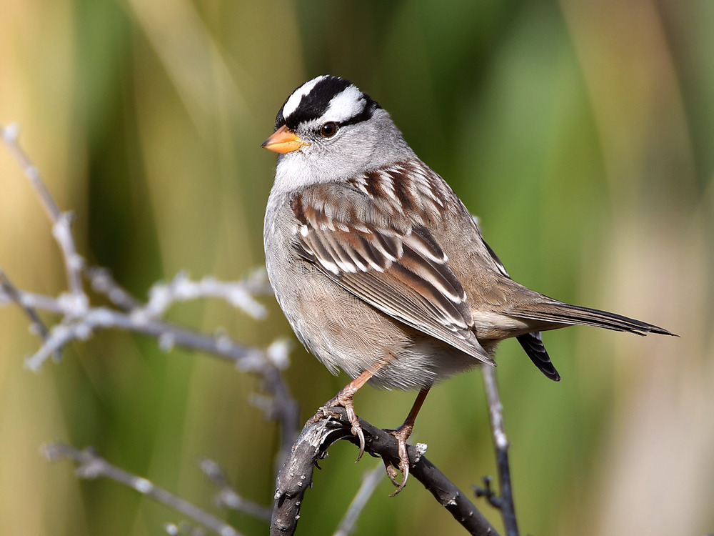Sparrow4.jpg
