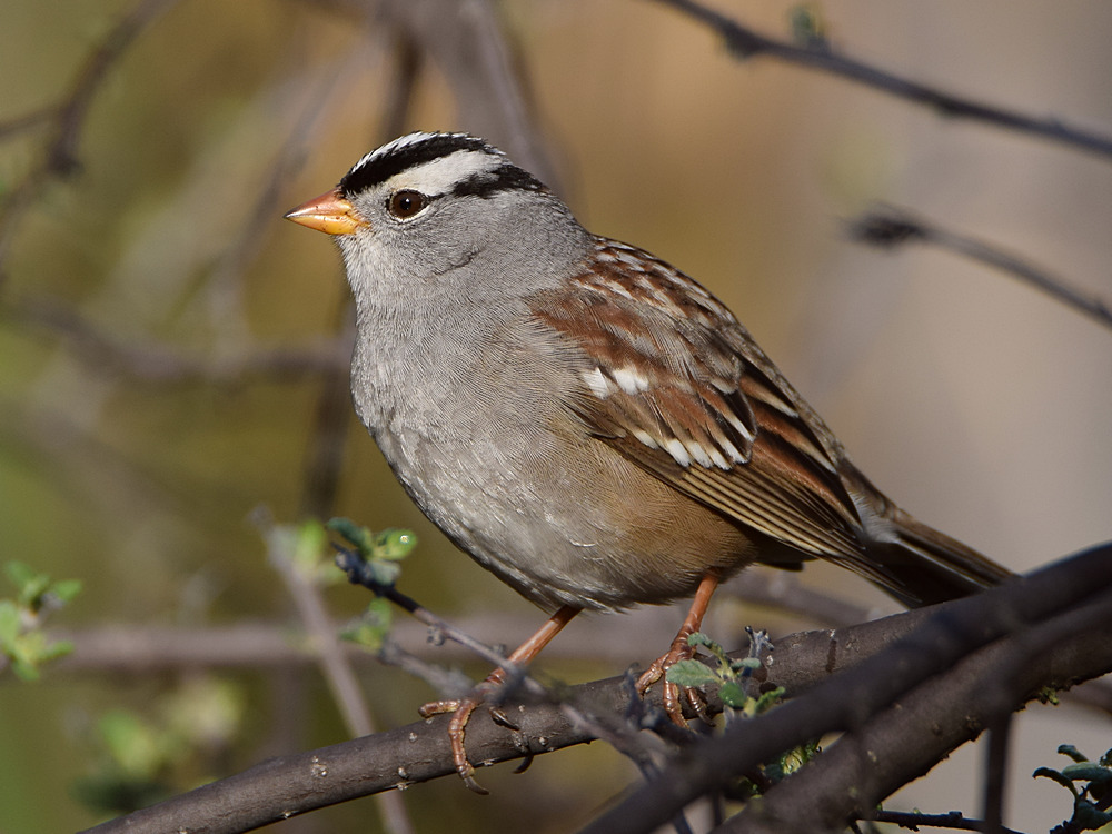 Sparrow4.jpg