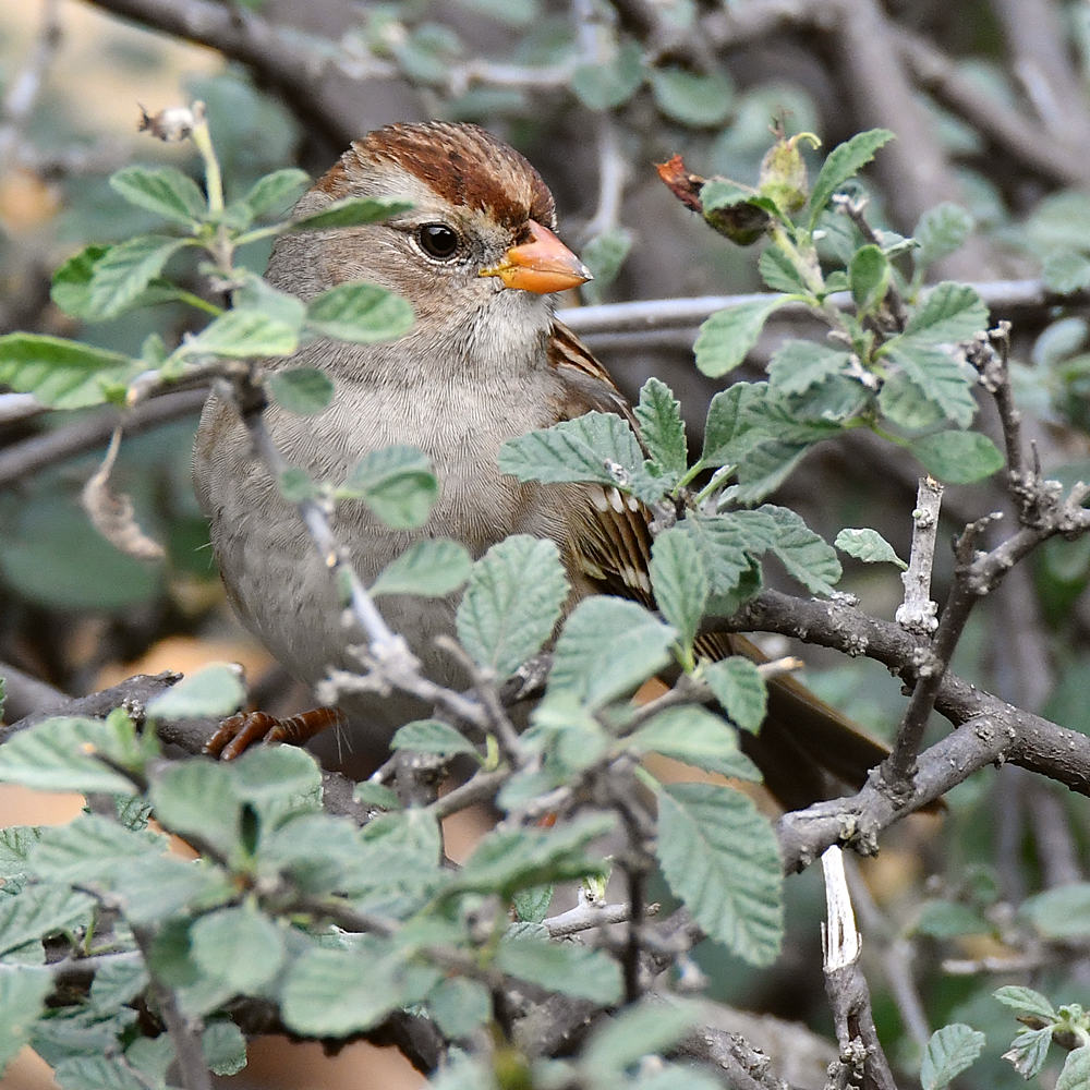 Sparrow4.jpg