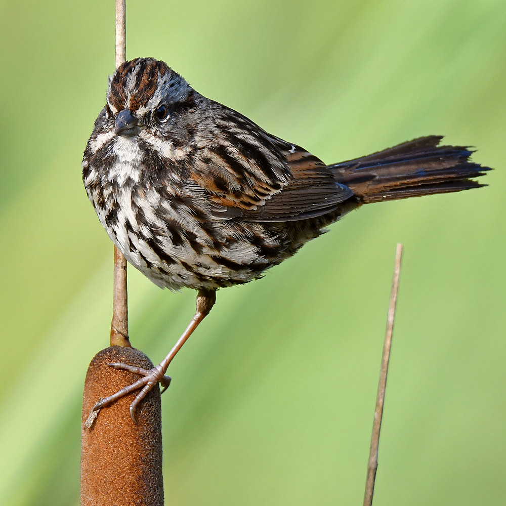 Sparrow4.jpg