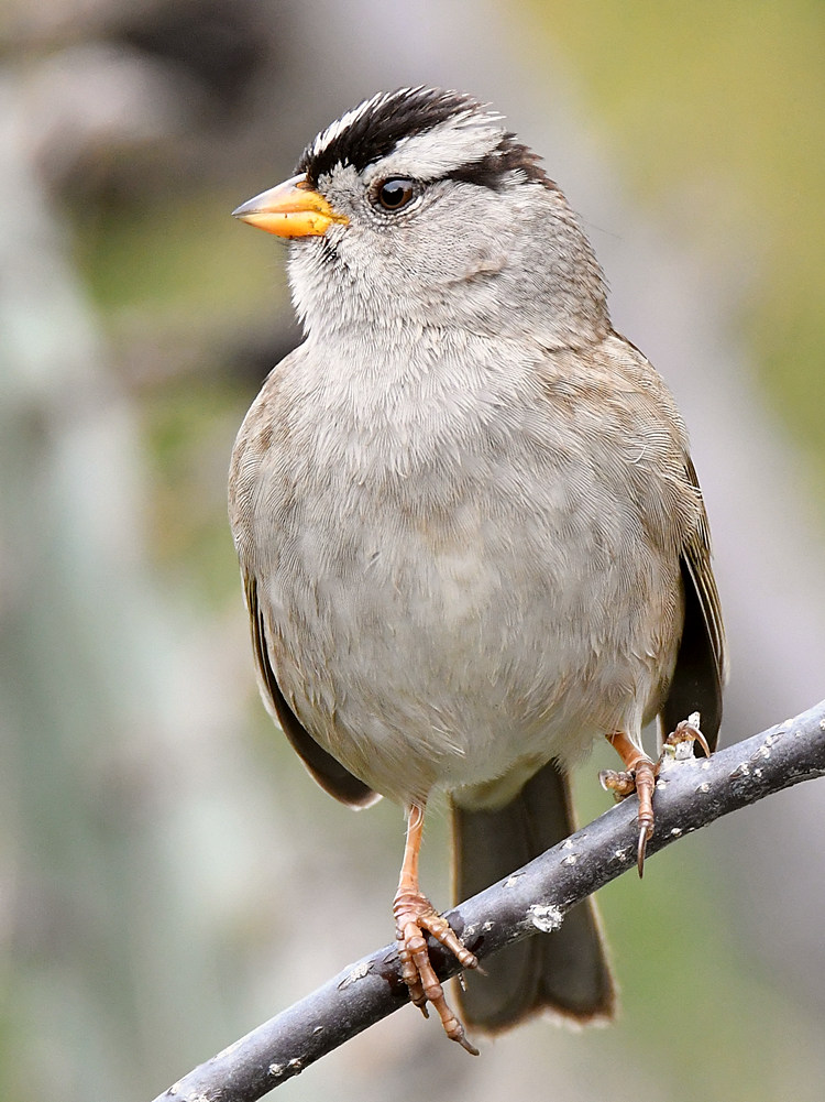 Sparrow4.jpg