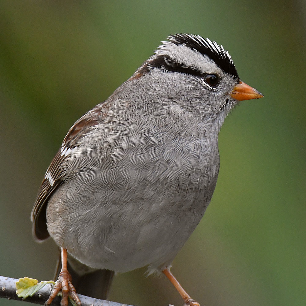 Sparrow4.jpg