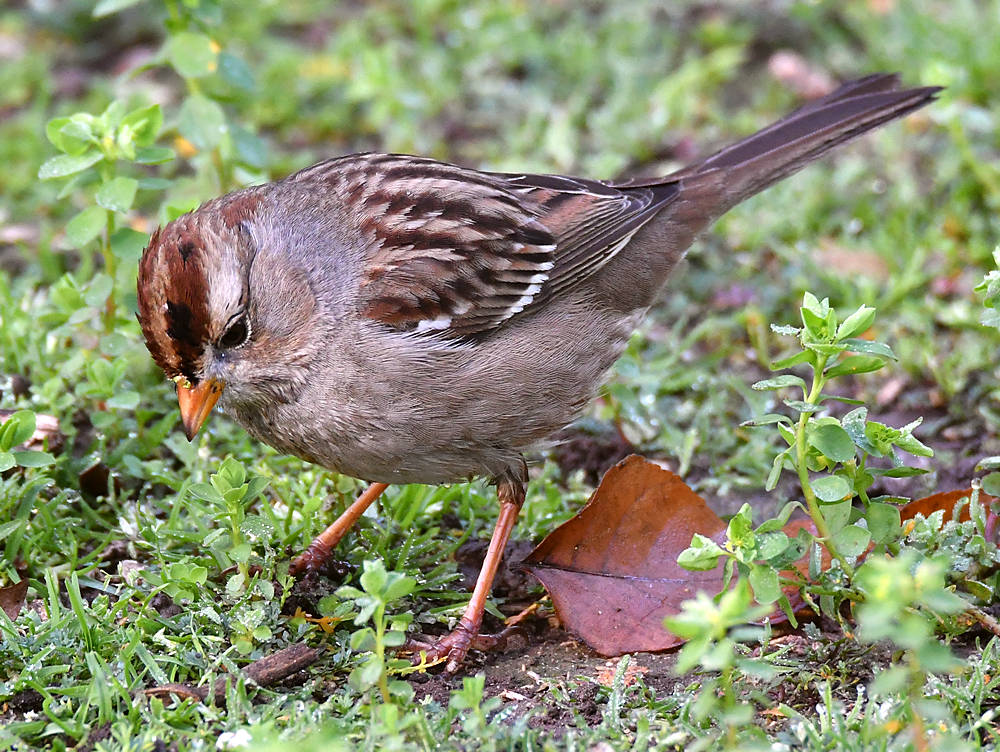 Sparrow4.jpg