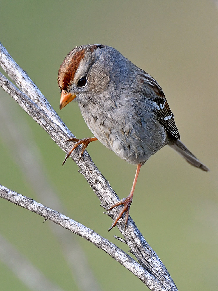Sparrow4.jpg