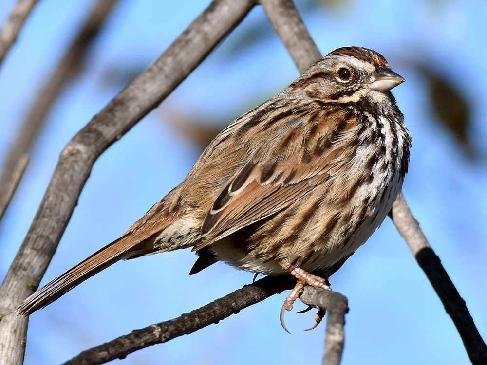 Sparrow4.jpg