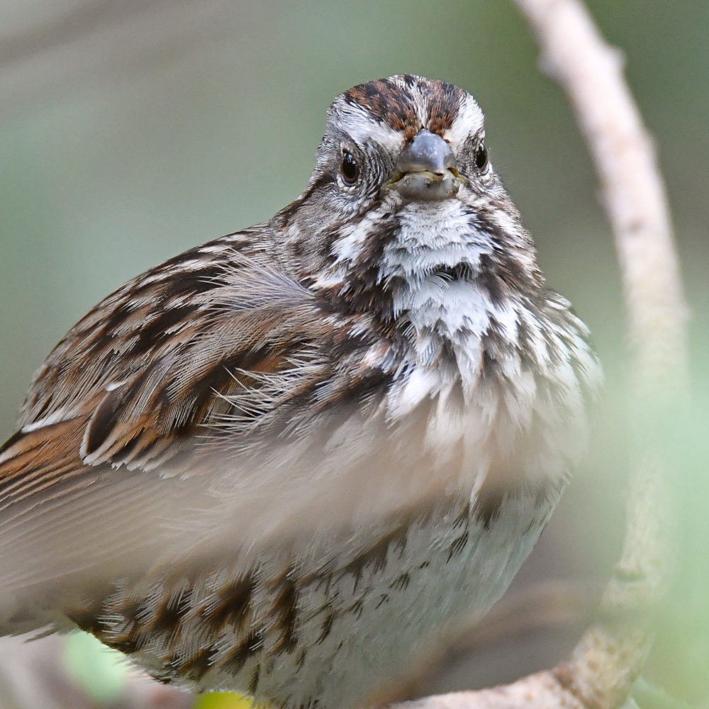 Sparrow4.jpg